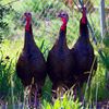 'Nuisance' Turkeys Will Be 'Removed' From Terrorized NJ Town